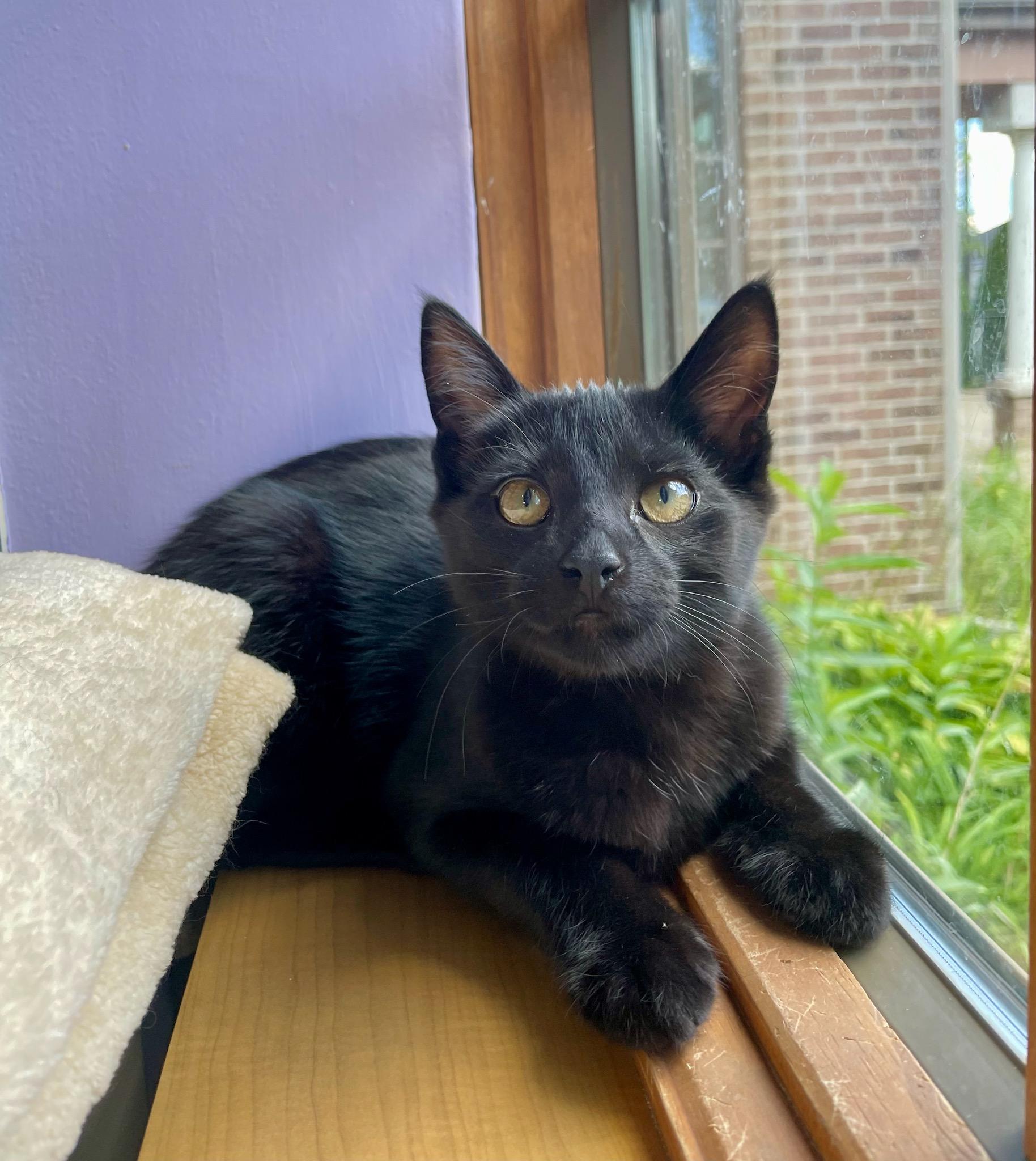 Enlarge Donatello, a Adoptable Domestic Short Hair in Ann Arbor, MI image 1/2