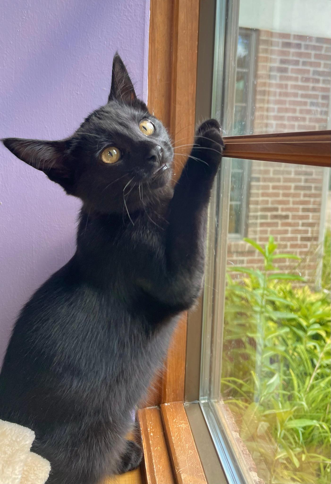 Enlarge Donatello, a Adoptable Domestic Short Hair in Ann Arbor, MI image 2/2