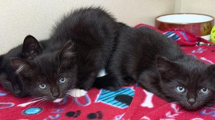Quatro, a Adoptable mixed breed in Sacramento, CA image 2/2