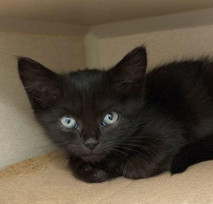 Quatro, Adoptable, Kitten Female Domestic Short Hair.