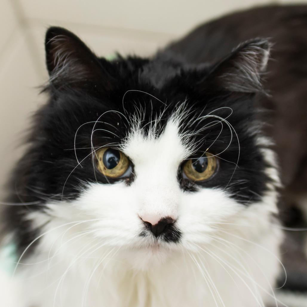 Enlarge Wynken, a Adoptable Domestic Long Hair in Middletown, RI image 2/2