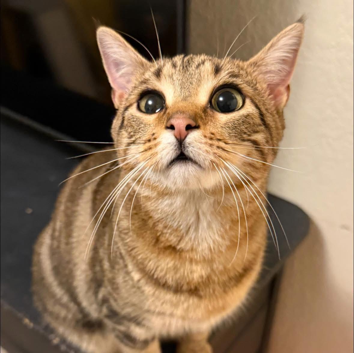 Enlarge Pearl, an adoptable American Shorthair in Elmira, NY image 2/2