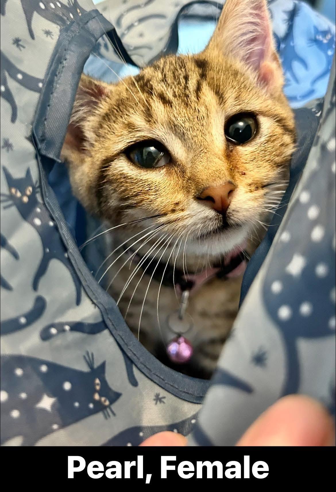 Pearl, adoptable, Young Female American Shorthair.