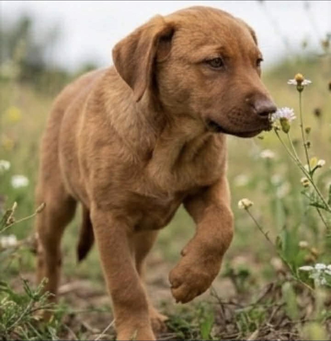 Goldie, adopted, Puppy Female Labrador Retriever.