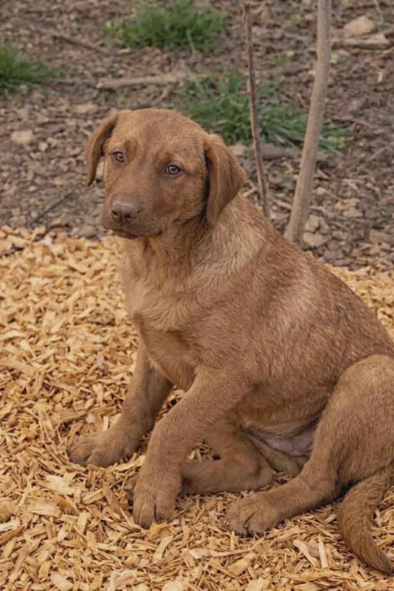 Enlarge Goldie, an adopted mixed breed in East Dundee , IL image 3/4