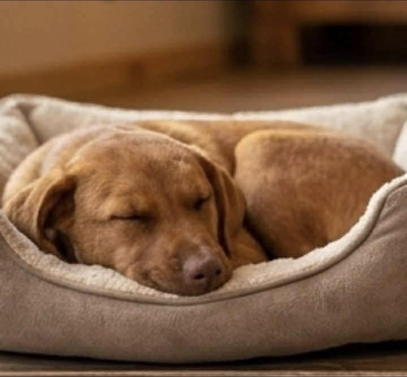 Enlarge Goldie, an adopted mixed breed in East Dundee , IL image 2/4