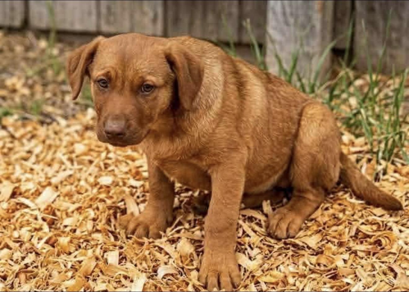 Enlarge Goldie, an adopted mixed breed in East Dundee , IL image 4/4