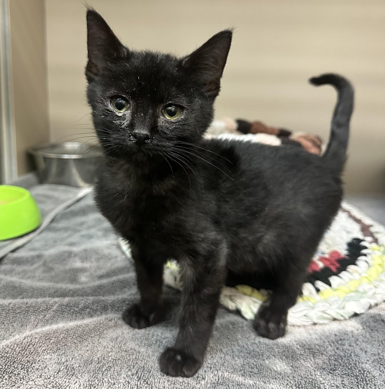 Kuro / 61834057, Adoptable, Kitten Male Domestic Short Hair.