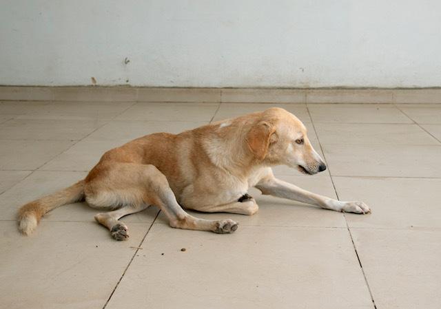 Mr. Gentle Gary(Boji), an adoptable Yellow Labrador Retriever, Saluki in Vancouver, BC, V5N 1S1 | Photo Image 4