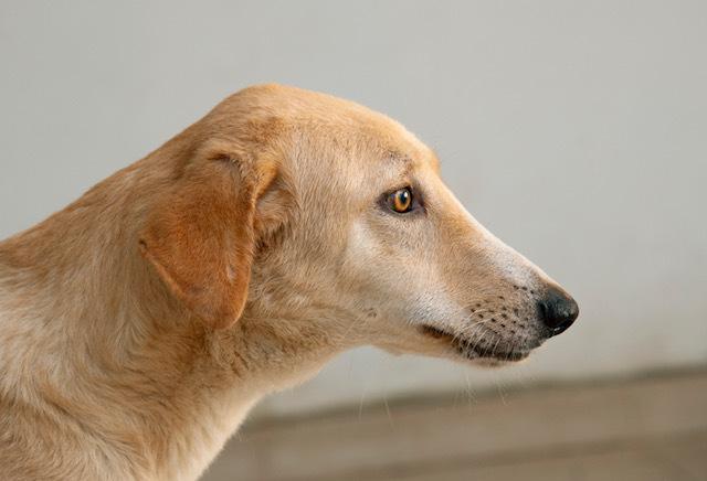 Mr. Gentle Gary(Boji), an adoptable Yellow Labrador Retriever, Saluki in Vancouver, BC, V5N 1S1 | Photo Image 3