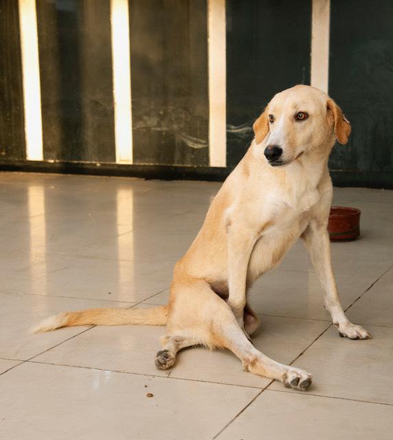 Mr. Gentle Gary(Boji), an adoptable Yellow Labrador Retriever, Saluki in Vancouver, BC, V5N 1S1 | Photo Image 2