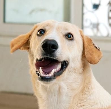 Mr. Gentle Gary(Boji), an adoptable Yellow Labrador Retriever, Saluki in Vancouver, BC, V5N 1S1 | Photo Image 1