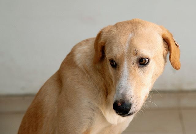 Mr. Gentle Gary(Boji), an adoptable Yellow Labrador Retriever, Saluki in Vancouver, BC, V5N 1S1 | Photo Image 6