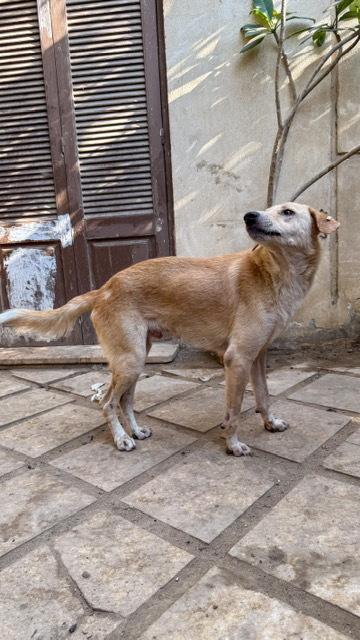 Mr. Gentle Gary(Boji), an adoptable Yellow Labrador Retriever, Saluki in Vancouver, BC, V5N 1S1 | Photo Image 5