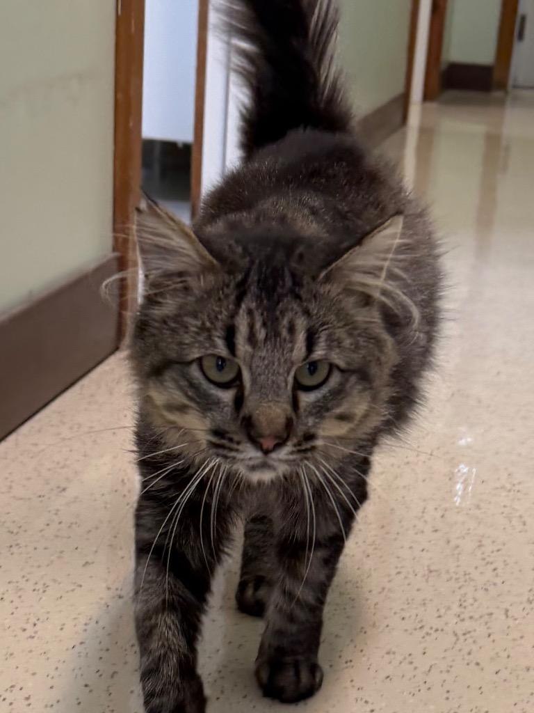 Enlarge Buttons, a Adoptable Domestic Medium Hair in Amery, WI image 4/4