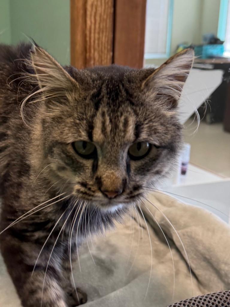 Enlarge Buttons, a Adoptable Domestic Medium Hair in Amery, WI image 3/4