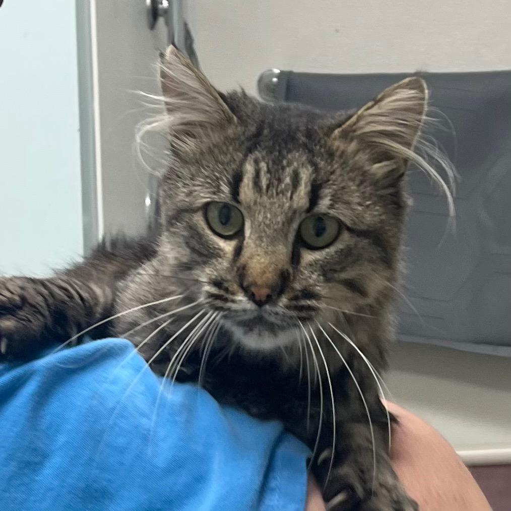 Buttons, Adoptable, Adult Male Domestic Medium Hair.
