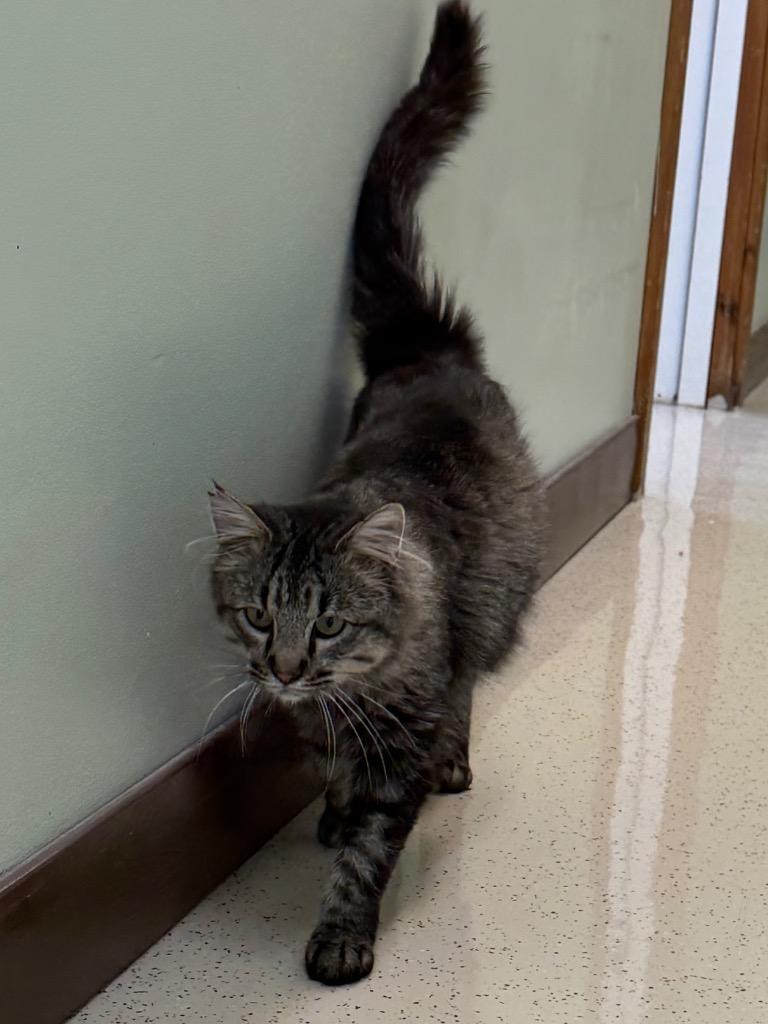 Enlarge Buttons, a Adoptable Domestic Medium Hair in Amery, WI image 2/4