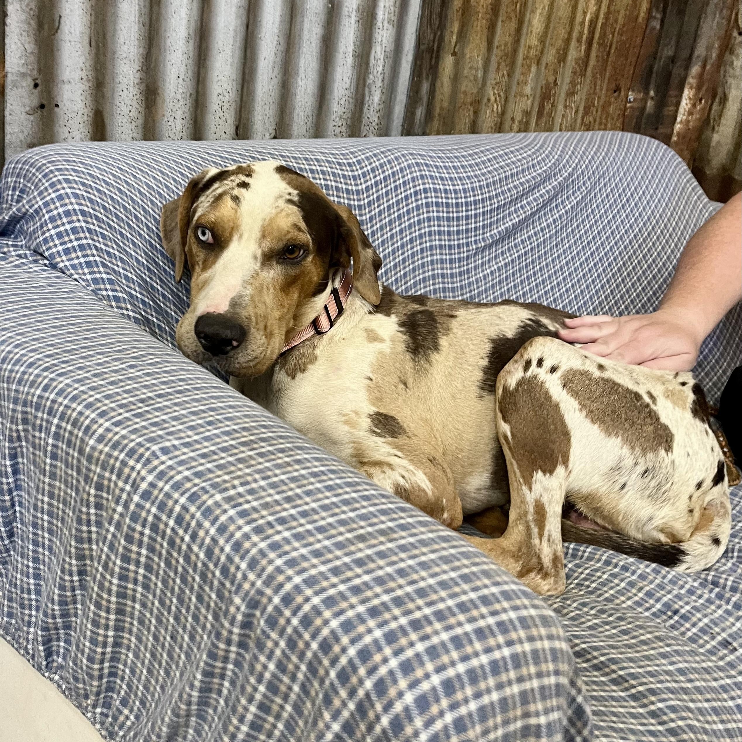 Enlarge Hux, an adoptable mixed breed in Brewton, AL image 1/1
