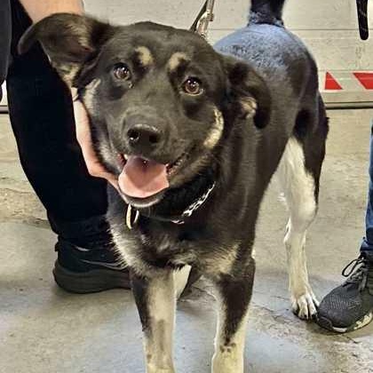 Meelu, an adoptable Mixed Breed in Perth, ON, K7H 3C3 | Photo Image 2