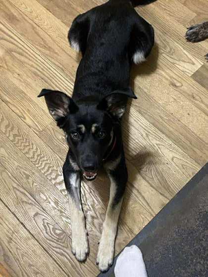 Meelu, an adoptable Mixed Breed in Perth, ON, K7H 3C3 | Photo Image 1