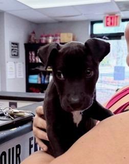 Gibson, Adopted, Puppy Male Mixed Breed.
