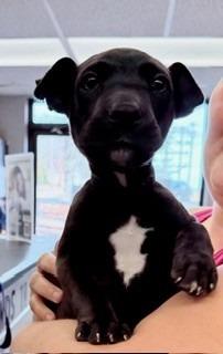 Gibson, a Adopted mixed breed in Sherwood, AR image 3/5