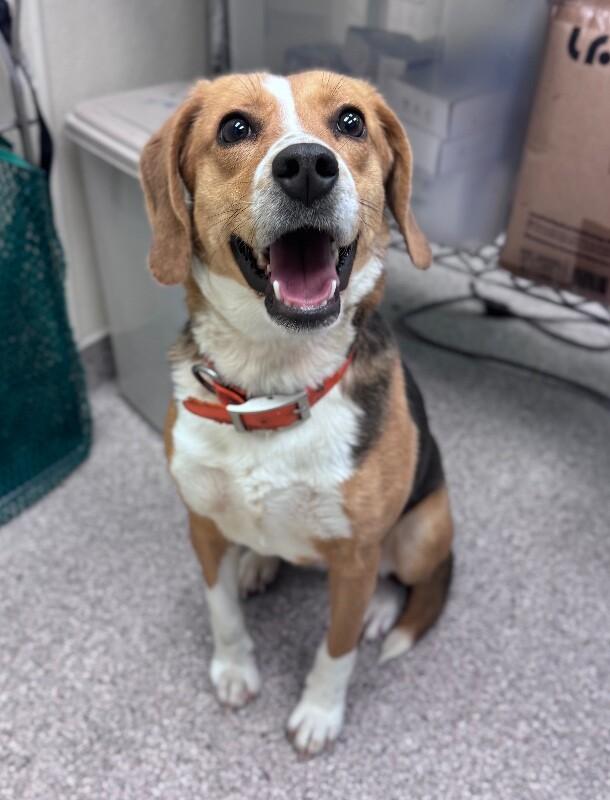 Enlarge Molly, a Adoptable mixed breed in Disputanta, VA image 1/2