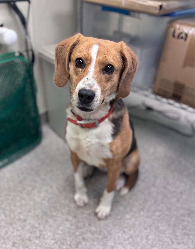 Enlarge Molly, a Adoptable mixed breed in Disputanta, VA image 2/2