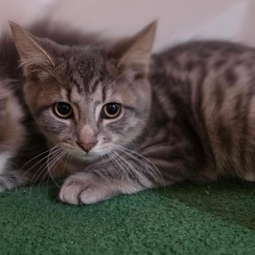 Enlarge Buttermelt, a Adoptable Domestic Short Hair in Muncie, IN image 1/1