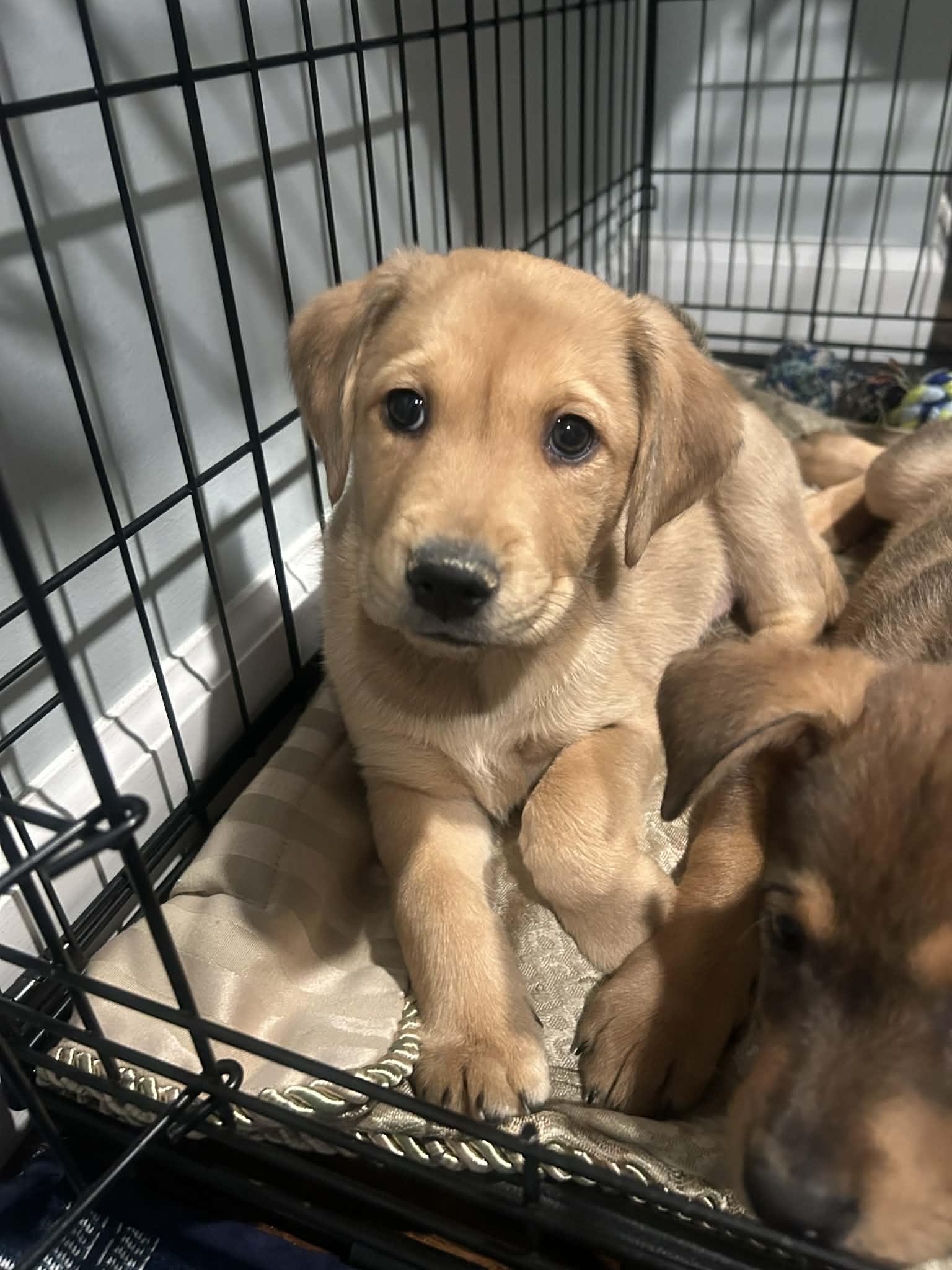 Zen, Adopted, Puppy Male Australian Shepherd.