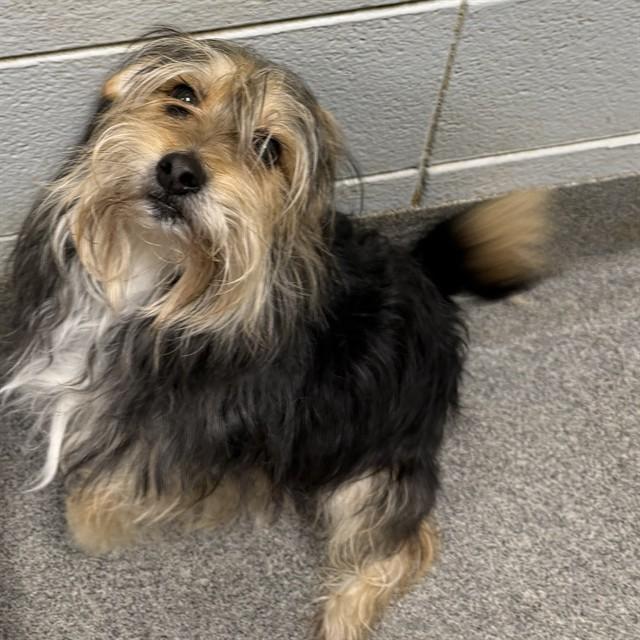 GOKU, Adoptable, Adult Male Yorkshire Terrier & Mixed Breed.