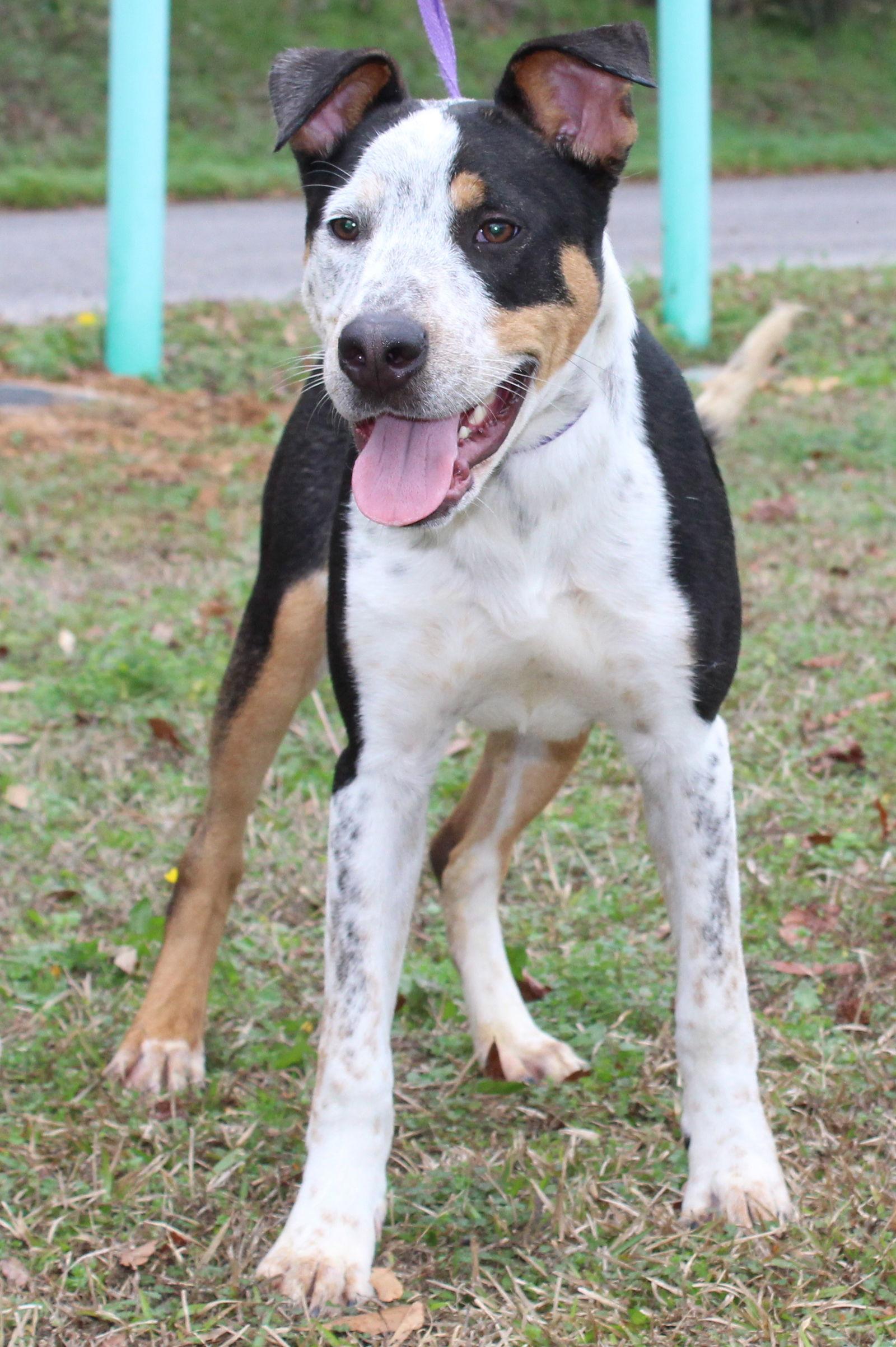 Lenny 42997, Adoptable, Young Male Shepherd.
