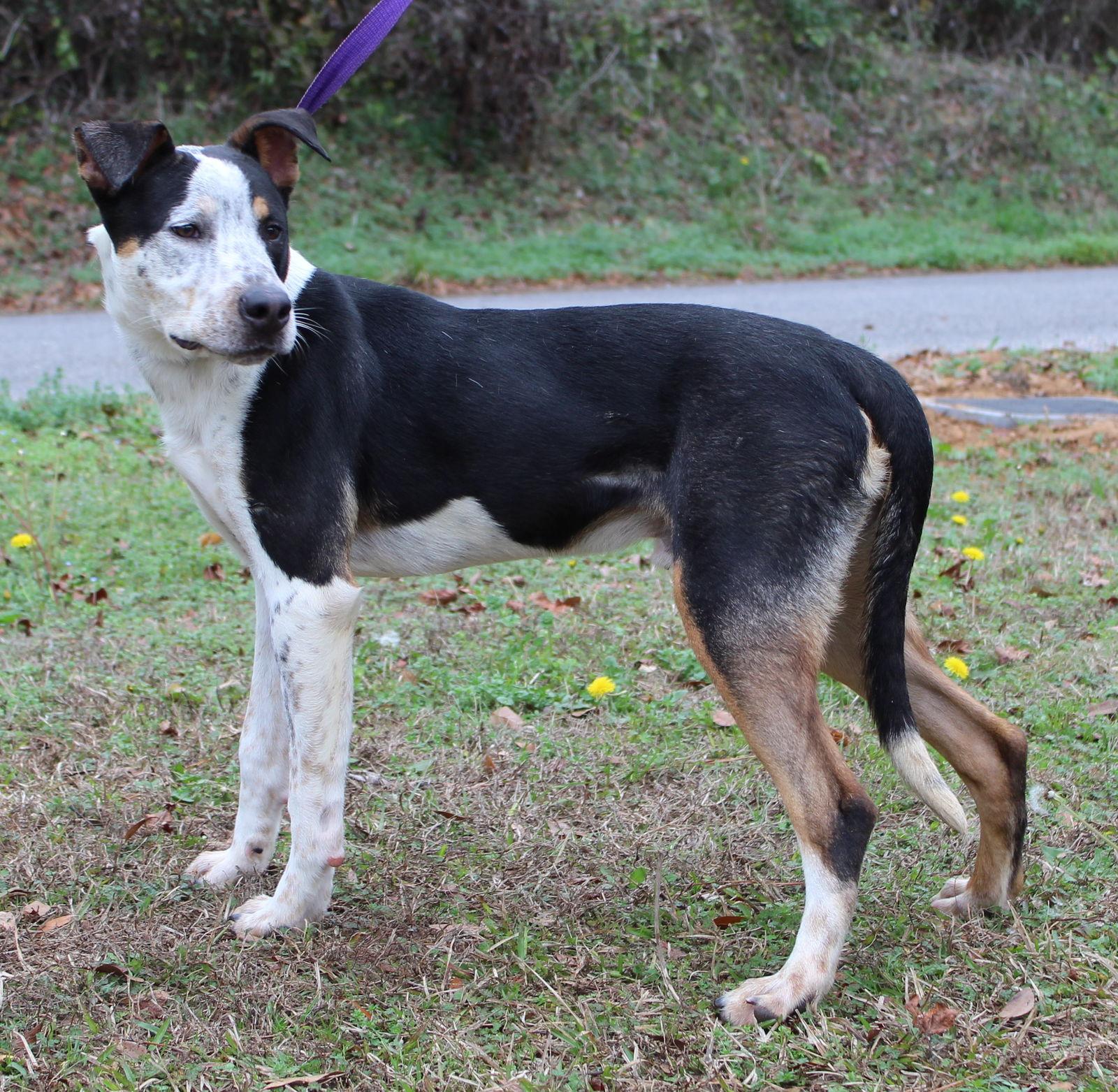 Enlarge Lenny 42997, a Adoptable Shepherd in Prattville, AL image 2/3