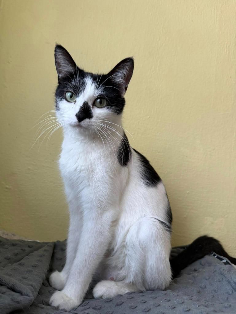 Paige, Adoptable, Young Female Domestic Short Hair.