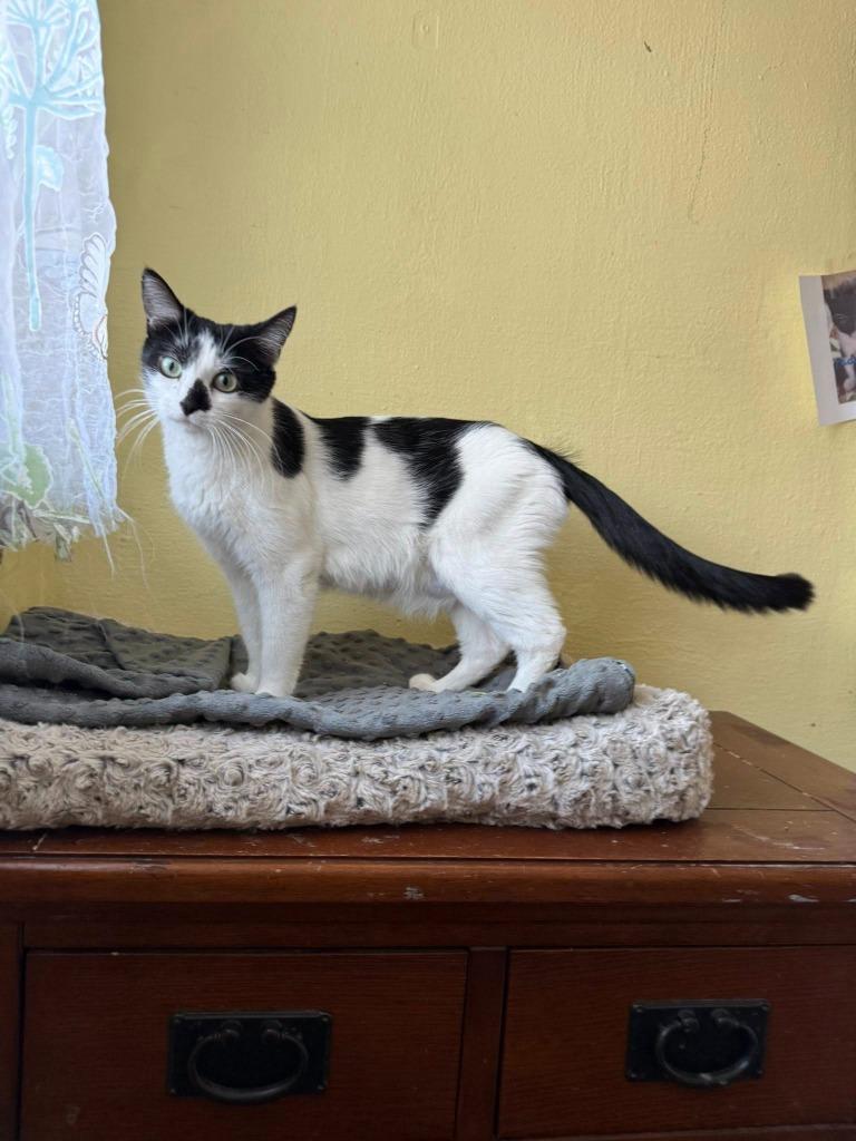 Enlarge Paige, a Adoptable mixed breed in Libertyville, IL image 2/6