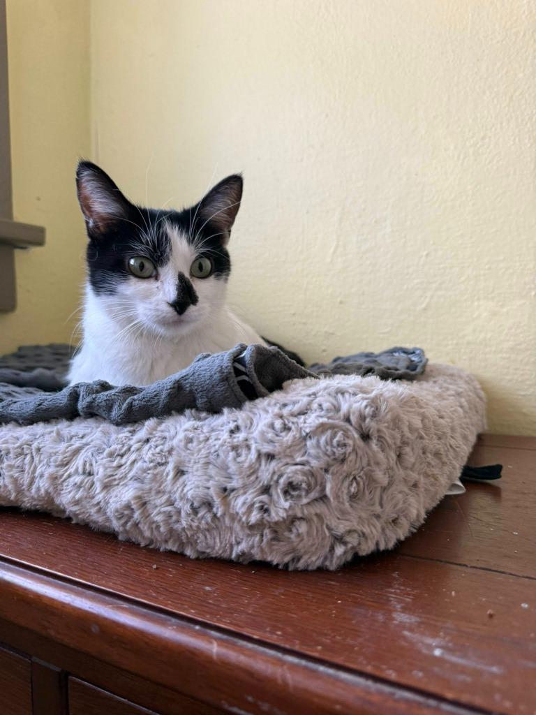 Enlarge Paige, a Adoptable mixed breed in Libertyville, IL image 3/6