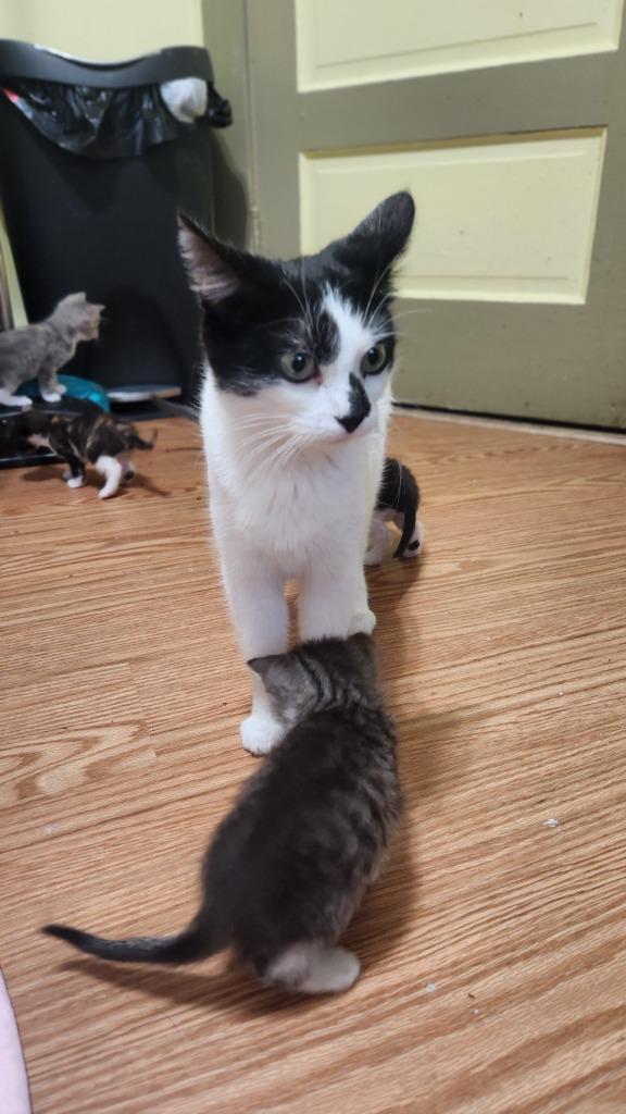 Enlarge Paige, a Adoptable mixed breed in Libertyville, IL image 4/6