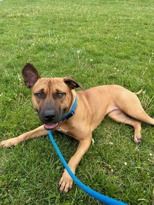 Wine, Adoptable, Adult Female Mixed Breed & Mixed Breed.