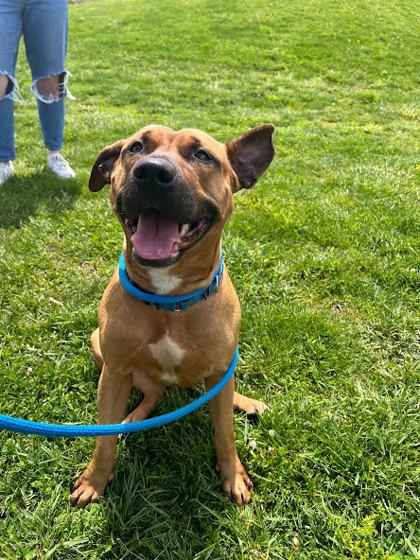 Wine, a Adoptable Mixed Breed in Cincinnati, OH image 2/3