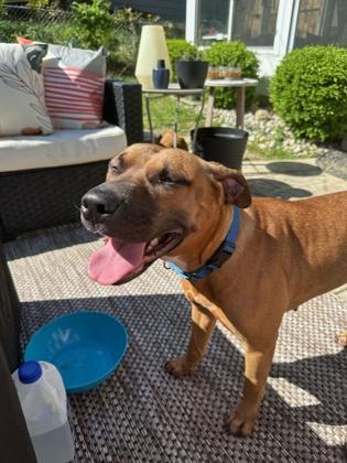 Wine, a Adoptable Mixed Breed in Cincinnati, OH image 3/3