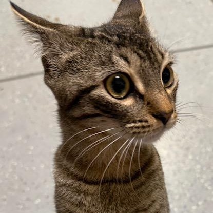 Marina, ADOPTABLE, Adult Female Domestic Short Hair.