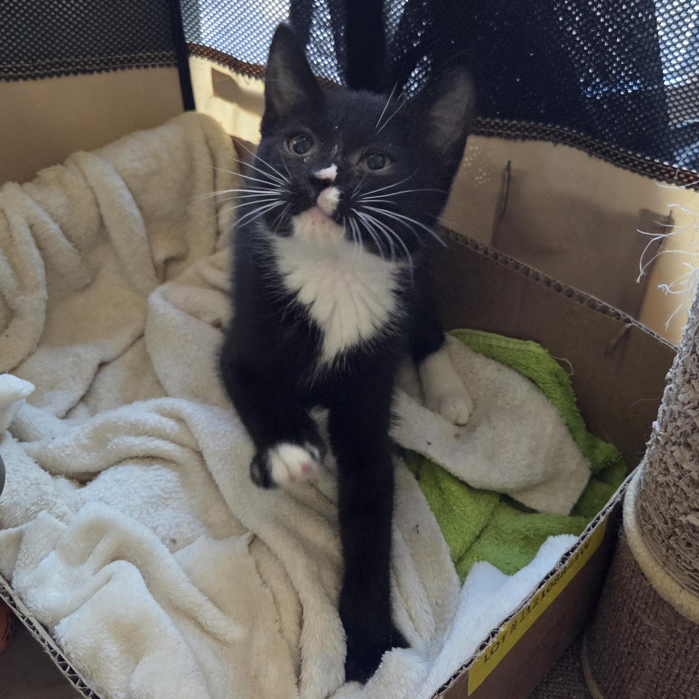 Pre-Adoption: Betty