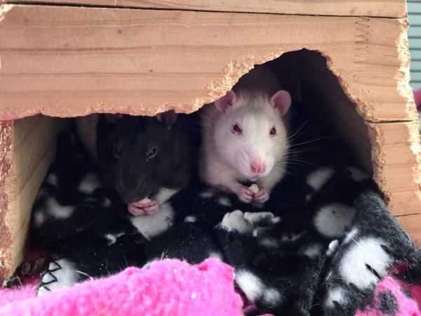 Enlarge Micky & Steve, a ADOPTABLE Rat in Dedham, MA image 1/3