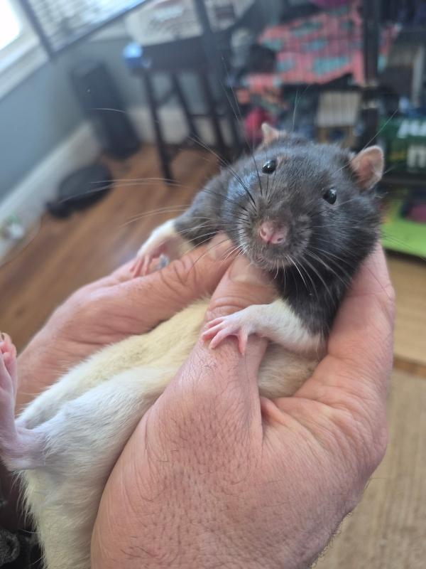 Enlarge Micky & Steve, a ADOPTABLE Rat in Dedham, MA image 3/3