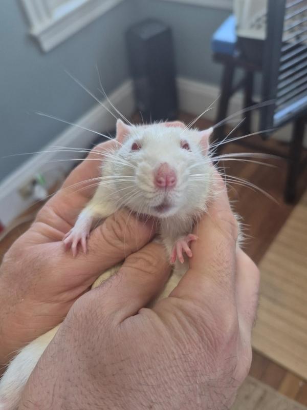 Enlarge Micky & Steve, a ADOPTABLE Rat in Dedham, MA image 2/3
