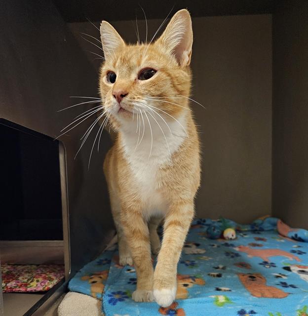 KIT, Adoptable, Adult Female Domestic Short Hair.