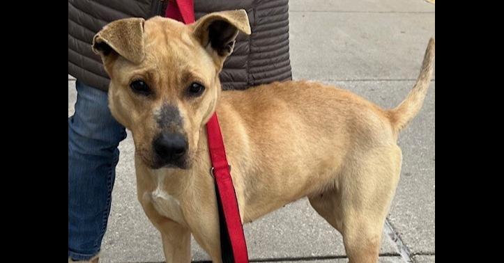 Peep, a Adoptable mixed breed in Washington, DC image 1/5