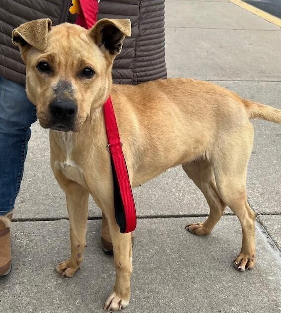 Peep, a Adoptable mixed breed in Washington, DC image 2/5