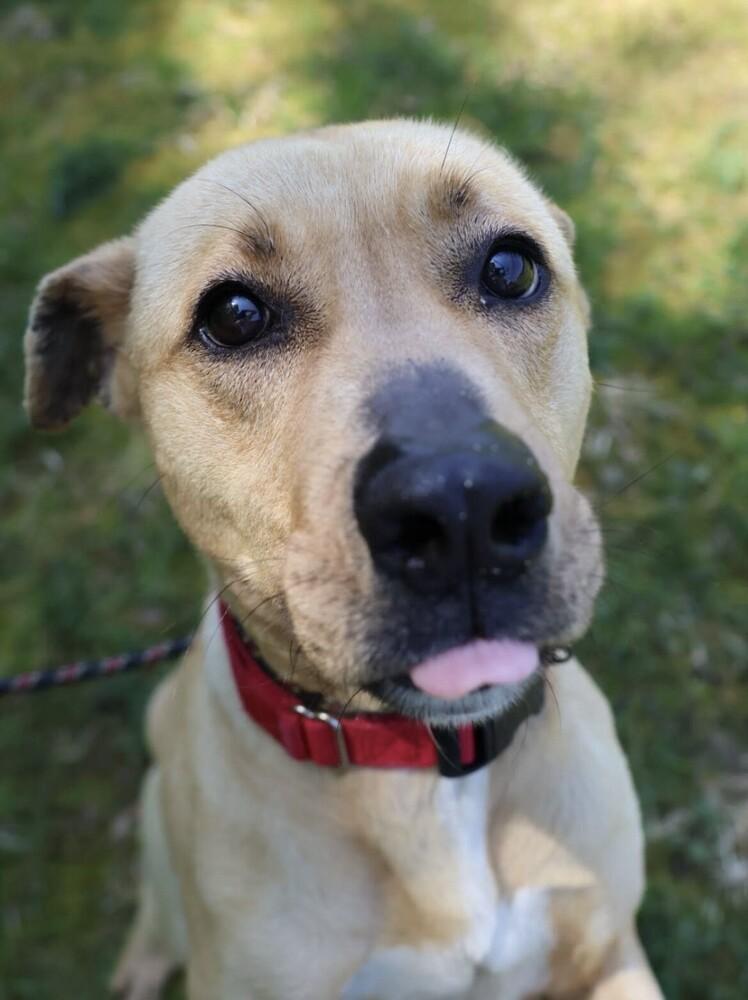 Peep, a Adoptable mixed breed in Washington, DC image 3/5